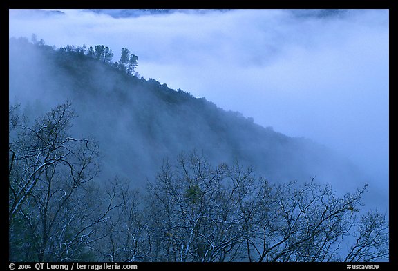 Ridge in fog,  Stanislaus  National Forest. California, USA (color)