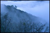 Ridge in fog,  Stanislaus  National Forest. California, USA