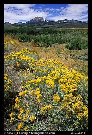 Sagebrush and Sierra, Conway summit. California, USA