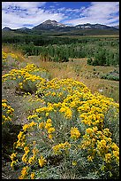 Sagebrush and Sierra, Conway summit. California, USA ( color)