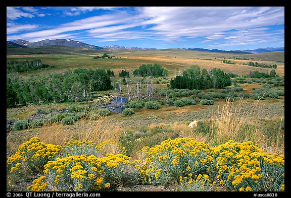 Flowering Sage and Sierra,  Conway summit. California, USA