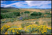 Flowering Sage and Sierra, Conway summit. California, USA ( color)