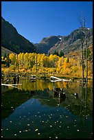 Pond and trees in autumn, Lundy Canyon, Inyo National Forest. California, USA (color)
