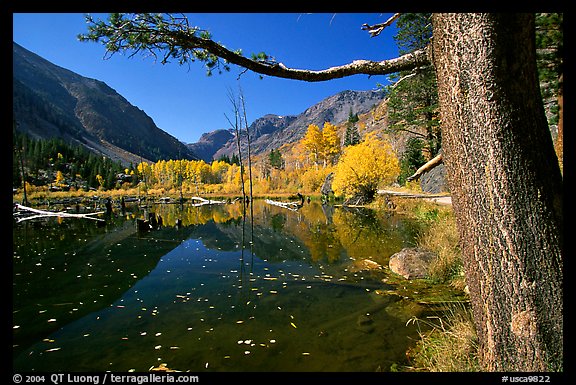 Pond and trees in fall colors, Lundy Canyon, Inyo National Forest. California, USA (color)