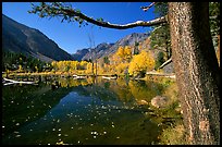 Pond and trees in fall colors, Lundy Canyon, Inyo National Forest. California, USA (color)