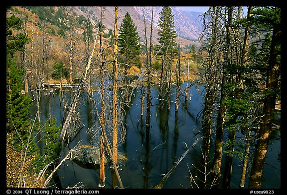 Beaver Pond, Lundy Canyon, Inyo National Forest. California, USA (color)