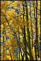 Aspens in the fall, Lundy Canyon, Inyo National Forest. California, USA (color)