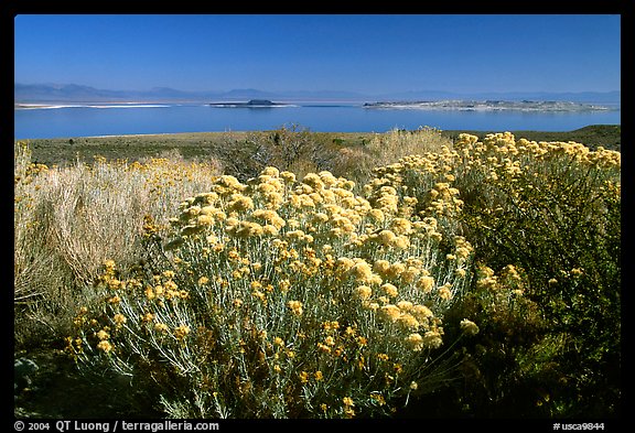 Sage and lake seen from the visitor center. Mono Lake, California, USA