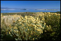 Sage and lake seen from the visitor center. Mono Lake, California, USA