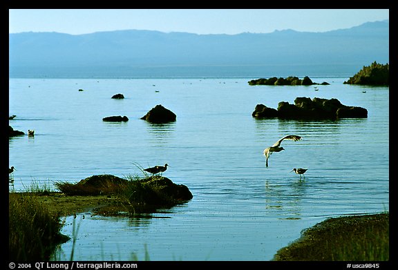 Migratory birds. Mono Lake, California, USA