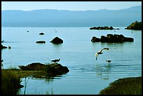 Migratory birds. Mono Lake, California, USA ( color)
