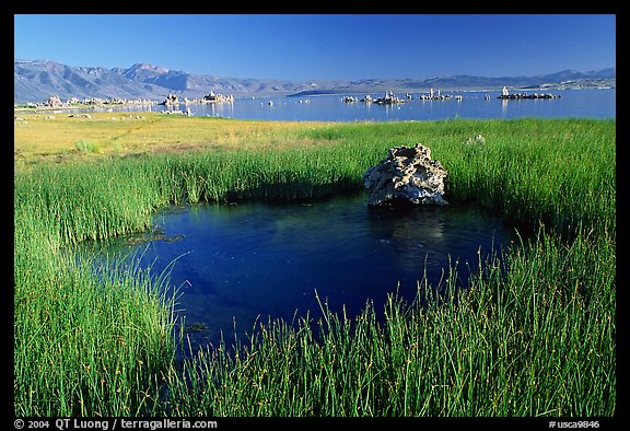 Grasses and spring with small tufa being formed underwater. Mono Lake, California, USA