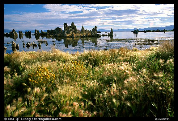 Grasses and Tufa towers, morning. Mono Lake, California, USA