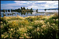 Grasses and Tufa towers, morning. Mono Lake, California, USA (color)