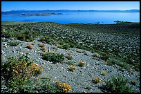 Lake seen from Mono crater. Mono Lake, California, USA