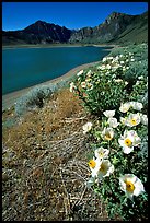 Flowers on the shores of June Lake. California, USA