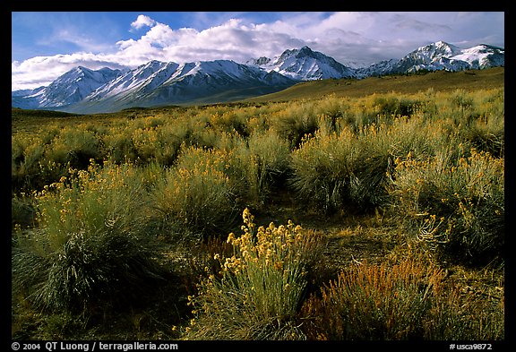 Sage and Sierra. California, USA (color)