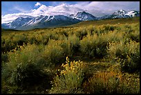 Sage and Sierra. California, USA ( color)