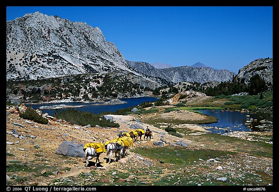 Pack train of horses, Bishop Pass trail, Inyo National Forest. California, USA (color)