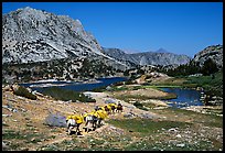 Pack train of horses, Bishop Pass trail, Inyo National Forest. California, USA