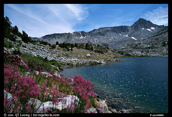 Indian Paintbrush and Saddlebag Lake, Inyo National Forest. California, USA