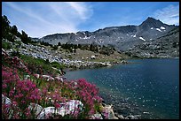 Indian Paintbrush on Saddlebag Lake shore, Inyo National Forest. California, USA ( color)