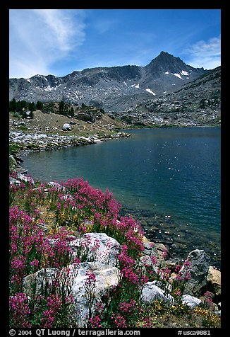 Indian Paintbrush and Saddlebag Lake, Inyo National Forest. California, USA (color)
