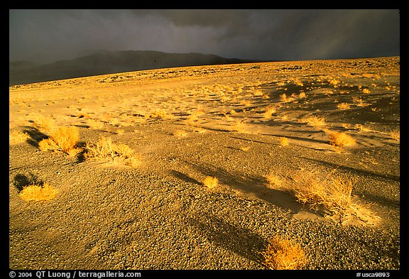 Basin with sage, Inyo Mountains  in stormy weather, late afternoon. California, USA (color)