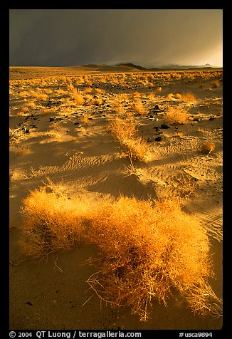 Sage and Inyo Mountains in stormy weather, late afternoon. California, USA