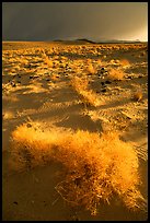 Sage and Inyo Mountains in stormy weather, late afternoon. California, USA (color)