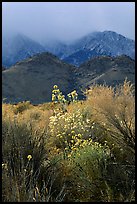 Approaching storm over the Sierra Nevada. California, USA ( color)