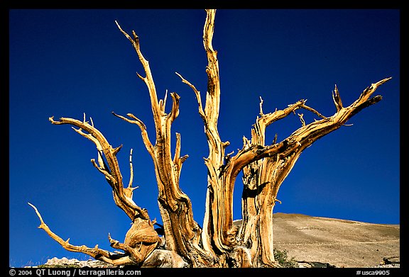 Bristlecone Pine tree squeleton, Patriarch Grove. California, USA