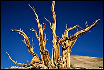 Bristlecone Pine tree squeleton, Patriarch Grove. California, USA