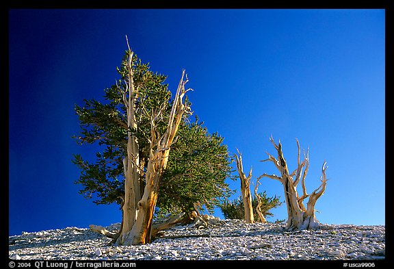 Bristlecone Pine trees, Patriarch Grove. California, USA (color)
