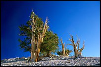 Bristlecone Pine trees, Patriarch Grove. California, USA (color)
