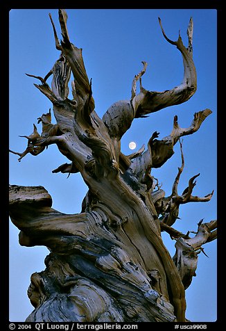 Ancient Bristlecone Pine tree and moon at sunset, Schulman Grove, White Mountains. California, USA