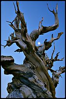 Ancient Bristlecone Pine tree and moon at sunset, Schulman Grove, White Mountains. California, USA ( color)