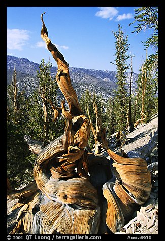 Twisted Bristlecone Pine tree, Methuselah grove. California, USA (color)