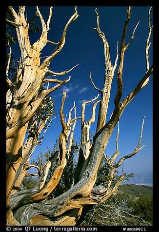 Bristlecone Pine tree squeleton, Methuselah grove. California, USA (color)