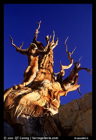 Bristlecone Pine tree, late afternoon, Discovery Trail, Schulman Grove. California, USA