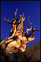 Bristlecone Pine tree, late afternoon, Discovery Trail, Schulman Grove. California, USA