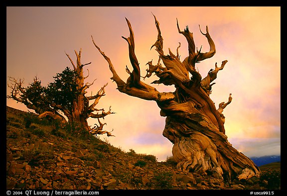 Gnarled Bristlecone Pine trees  at sunset, Discovery Trail, Schulman Grove. California, USA (color)
