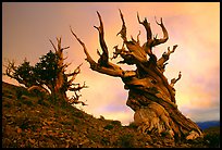 Gnarled Bristlecone Pine trees  at sunset, Discovery Trail, Schulman Grove. California, USA (color)