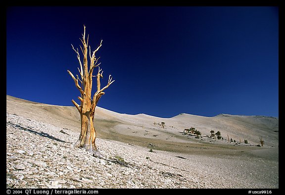 Lone Bristlecone Pine tree squeleton, Patriarch Grove. California, USA (color)