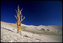 Lone Bristlecone Pine tree squeleton, Patriarch Grove. California, USA