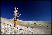 Pictures of White Mountains