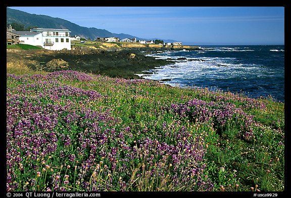 Wildflower field and village, Shelter Cove, Lost Coast. California, USA (color)