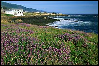 Wildflower field and village, Shelter Cove, Lost Coast. California, USA (color)