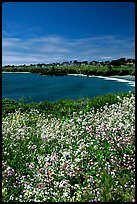 Spring wildflowers and Ocean. Mendocino, California, USA