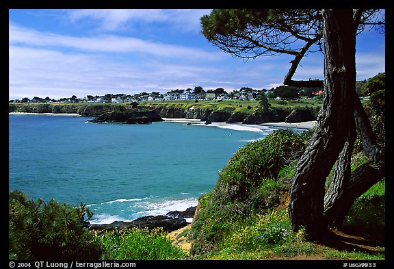 Tree and Ocean. Mendocino, California, USA